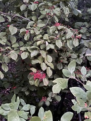 Viburnum dilatatum