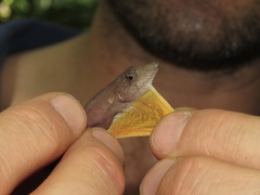 Anolis osa