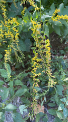Solidago ulmifolia