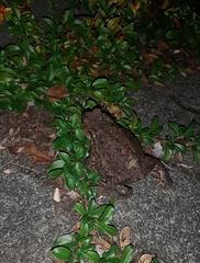 Bufo bufo