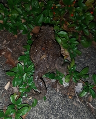 Bufo bufo