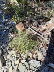 Ptilostemon echinocephalus