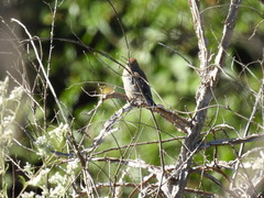Passerina cyanea