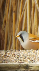 Panurus biarmicus
