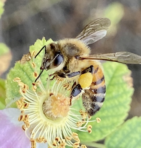 iNaturalist observation photo of Western Honey Bee