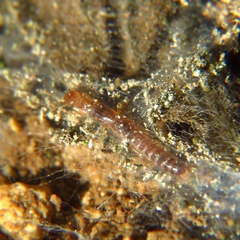 Embioptera