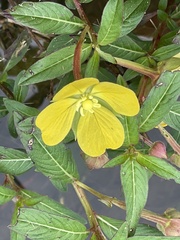 Ludwigia octovalvis