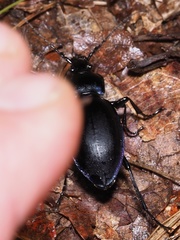 Carabus violaceus