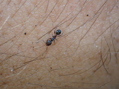 Pheidole crassicornis