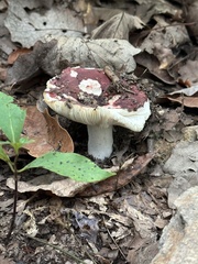 Russula emetica