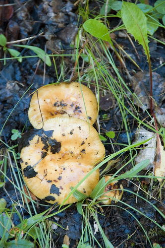 Ochre Brittlegill
