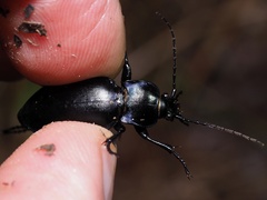 Carabus violaceus