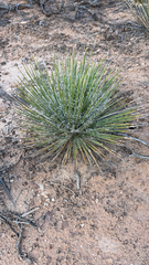 Yucca angustissima