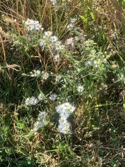 Symphyotrichum lanceolatum