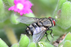 Tachinidae
