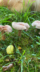 Laccaria ochropurpurea