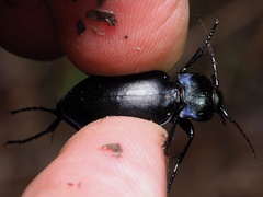 Carabus violaceus