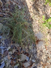 Ptilostemon echinocephalus