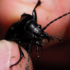 Carabus violaceus