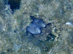 Gymnothorax pictus