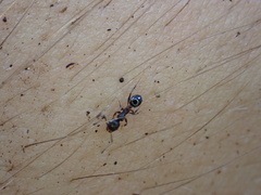 Pheidole crassicornis