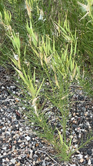 Asclepias subverticillata
