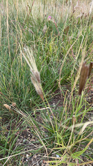 Chloris virgata