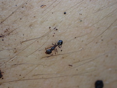 Pheidole crassicornis