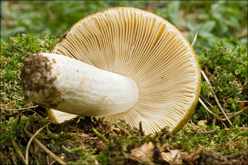 Ochre Brittlegill