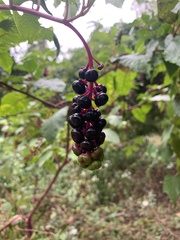 Phytolacca americana