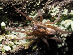 Trochosa
