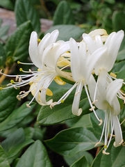 Lonicera japonica
