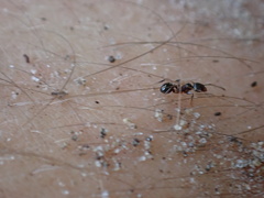 Pheidole crassicornis