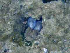 Gymnothorax pictus