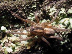Trochosa