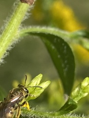 Lasioglossum pilosum