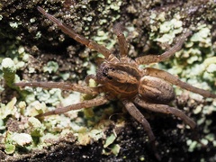 Trochosa