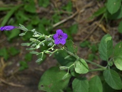 Ruellia occidentalis