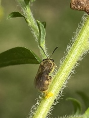 Lasioglossum pilosum