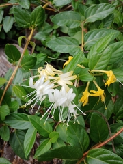 Lonicera japonica