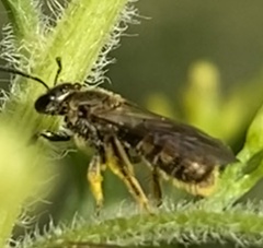 Lasioglossum pilosum