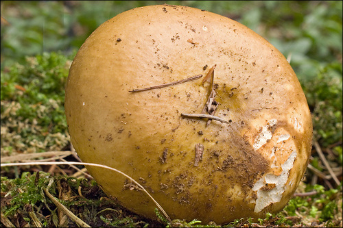 Ochre Brittlegill