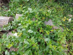 Lonicera japonica