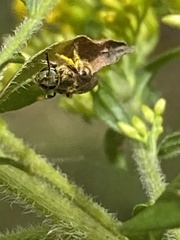 Lasioglossum pilosum