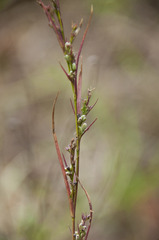 Bupleurum affine