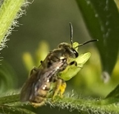 Lasioglossum pilosum