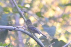 Empidonax difficilis