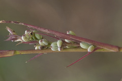 Bupleurum affine