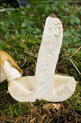 Ochre Brittlegill