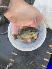 Lepomis macrochirus × cyanellus